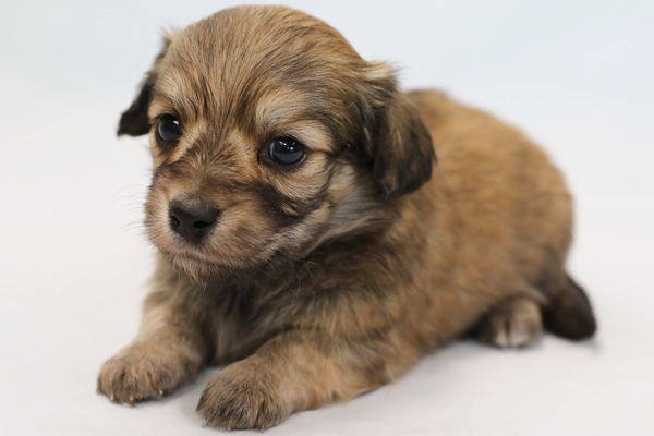 デザイン犬『チワックス』 2023年10月18日生まれ: 愛犬ハウスセキノ 